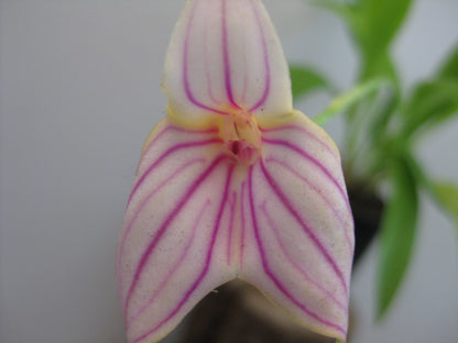 Masdevallia Falcata 'Gold Digger' x Pichincha 'Cape View' flower close-up, white with magenta stripes