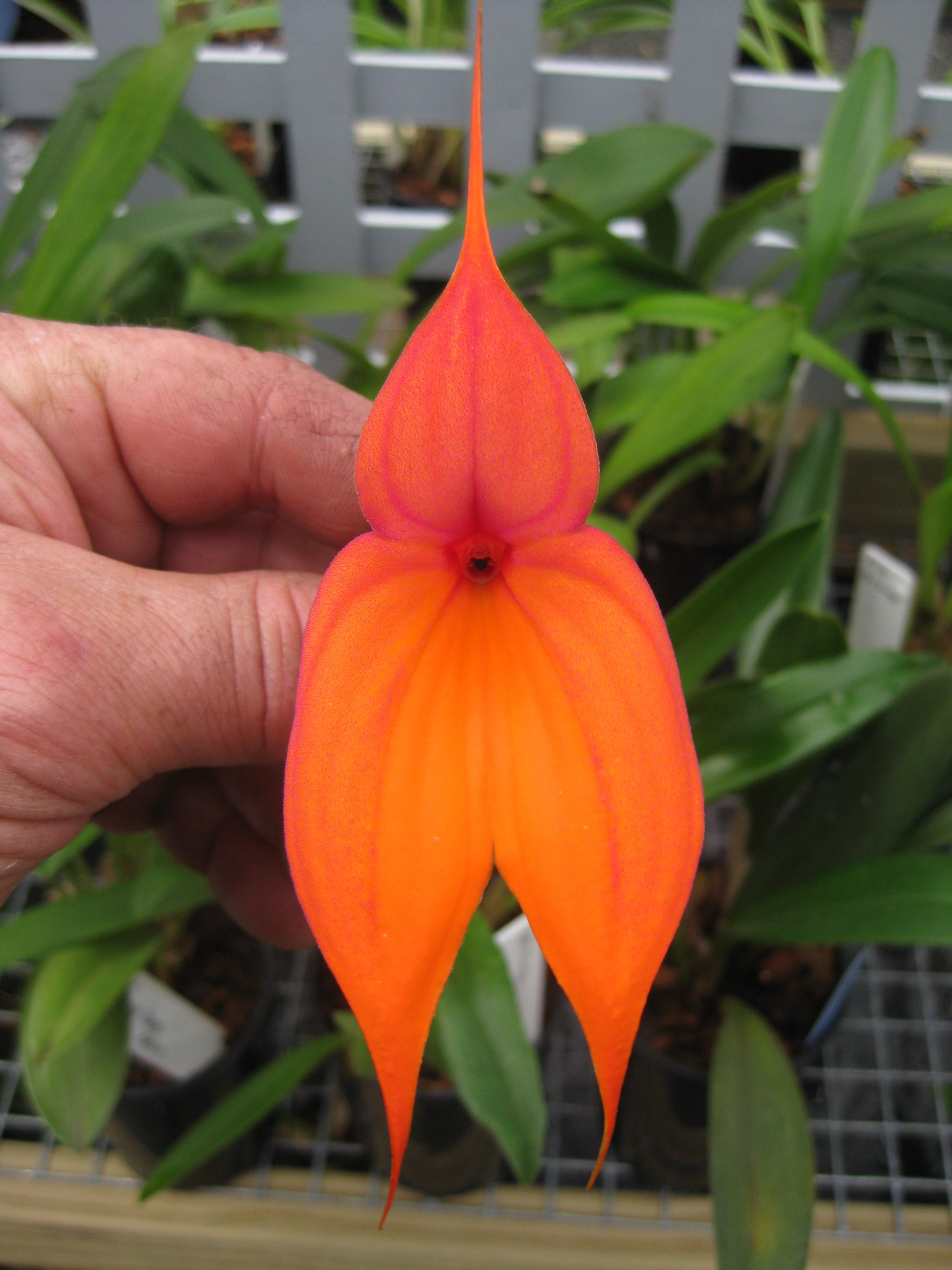 Masdevallia veitchiana 'Sol' flower close-up showing intense orange colouration with iridescent purple hairs