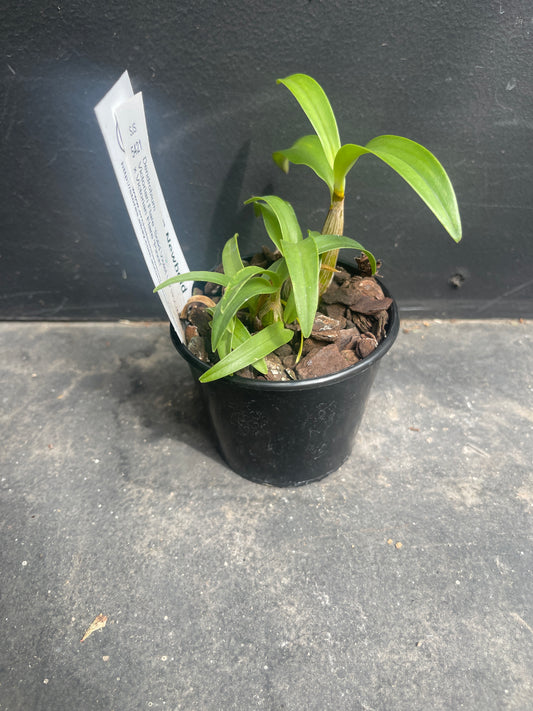 Dendrobium Vic Flare 'Solid Violet Lip' HCC/ANOS x Vic Flare 'Pinch'