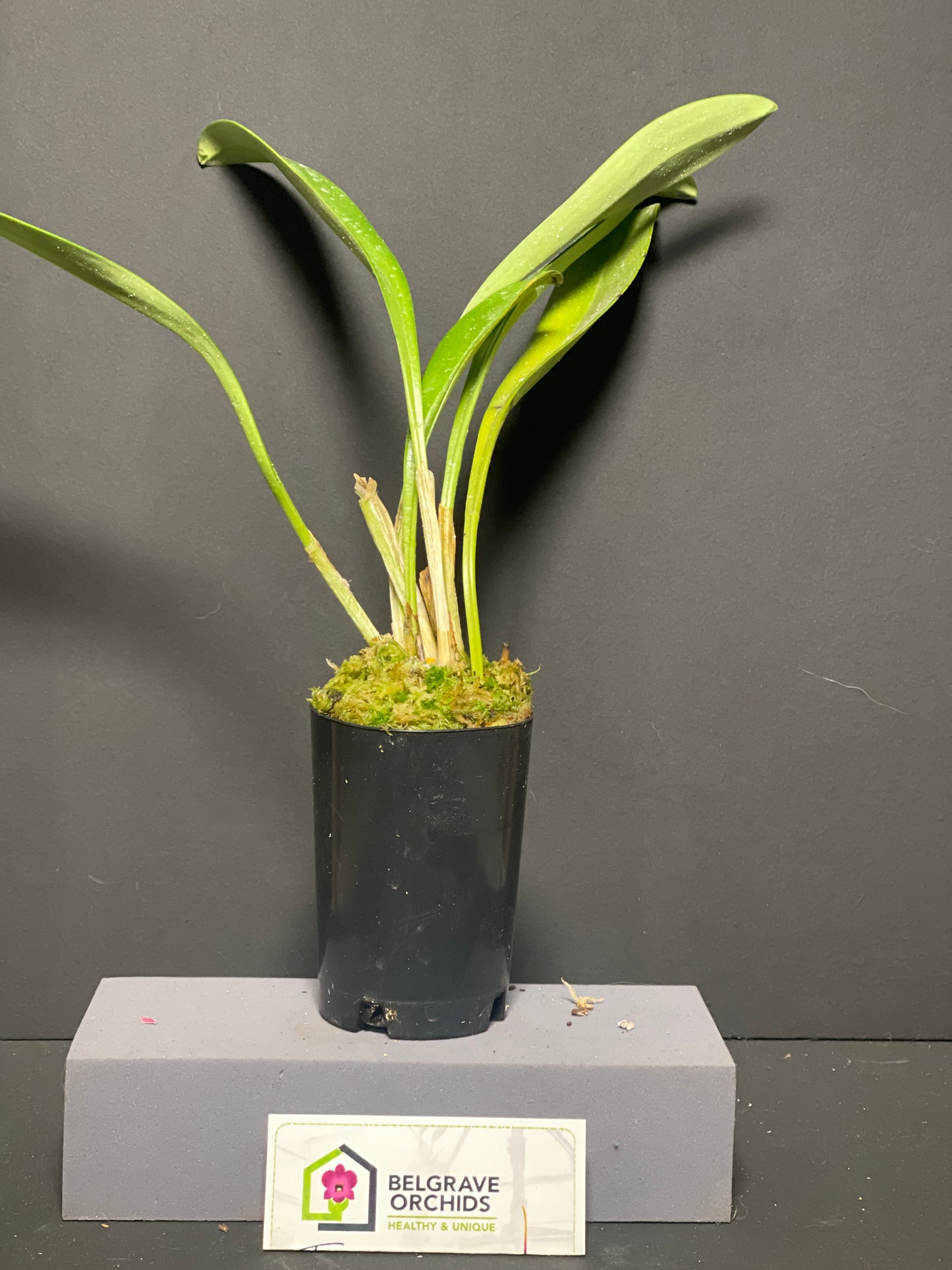 Masdevallia coccinea var. lindenii 'Flamenco' plant showing compact upright foliage in cultivation