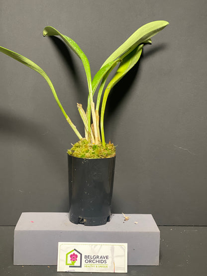 Masdevallia coccinea var. lindenii 'Flamenco' plant showing compact upright foliage in cultivation
