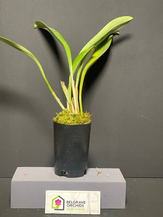 Masdevallia coccinea var. lindenii 'Flamenco' plant showing compact upright foliage in cultivation