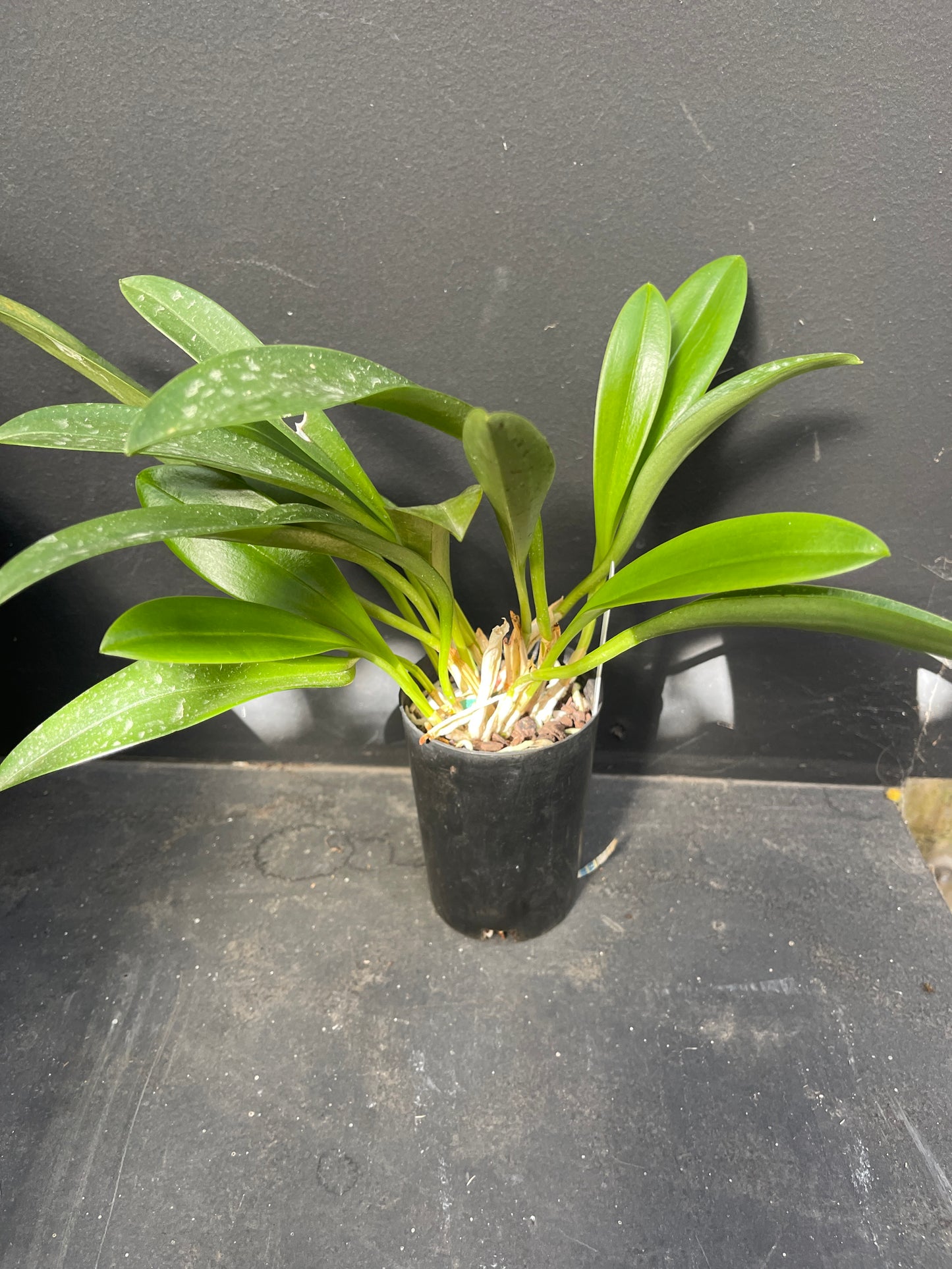 Masdevallia King of Kings ‘Carry the Crown’ Am/AOC