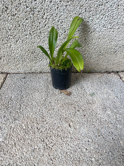 Dracula vampira #3 plant showing compact upright pleated foliage in cultivation