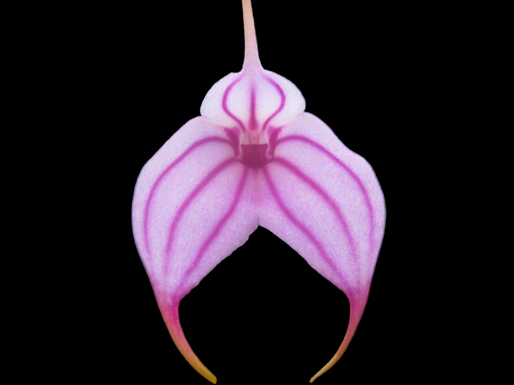 Masdevallia Charisma 'Phil' flower close-up