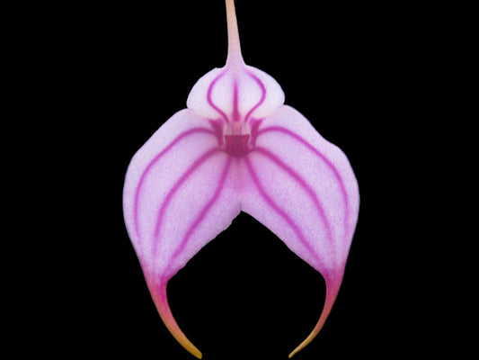 Masdevallia Charisma 'Phil' flower close-up