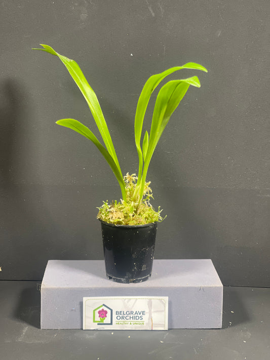 Dracula Transylvania orchid – Dracula gigas × vampira primary hybrid, division