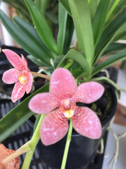 Sarcochilus (Sarco) Fizzy Dove 'Salmon Pink' x S. Amber 'Bright Eyes'