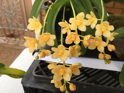 Sarcochilus (Sarco) Fizzy Dove 'Salmon Pink' x S. Amber 'Bright Eyes'