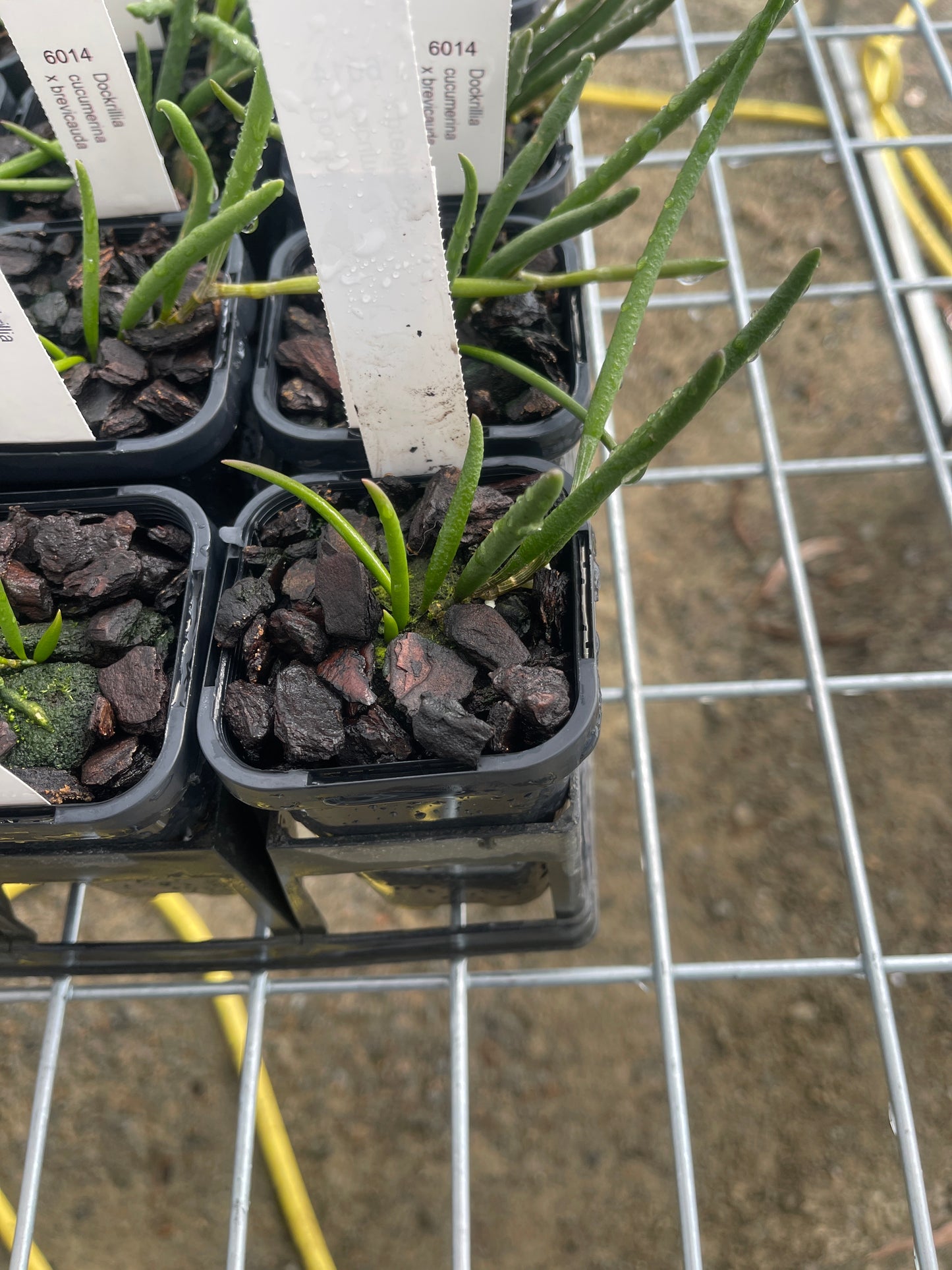 Dendrobium cucumerinum × brevicaudum (Syn. Dockrillia) seedling in nursery pot