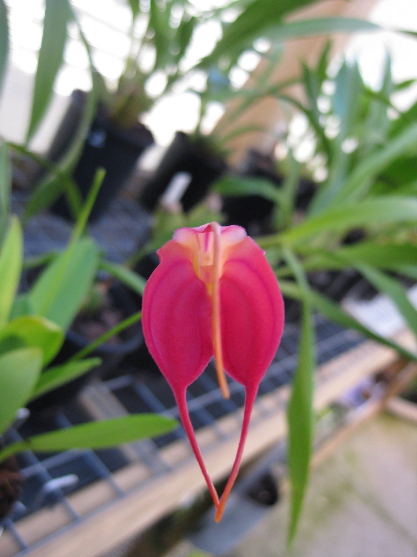 Masdevallia Angel Heart 'Cupids Bow' flower close-up
