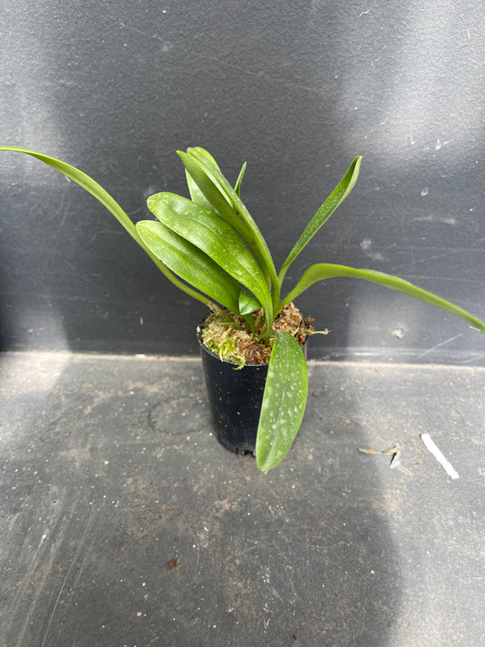 Masdevallia Sunbelievable ‘Peats’