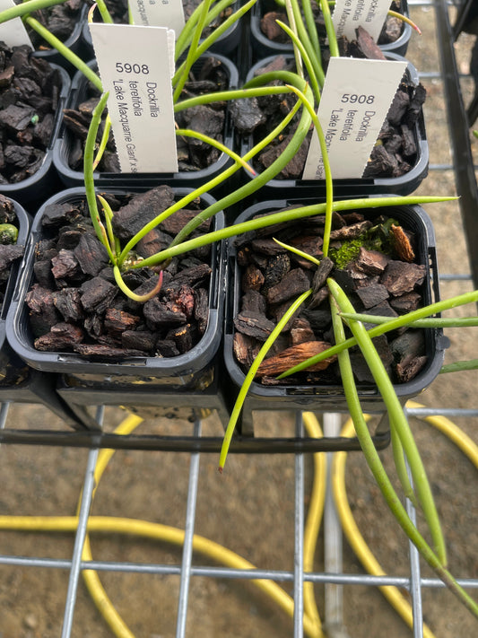 Dendrobium teretifolia 'Lake Macquarie Giant' × self (Syn. Dockrillia) seedling in nursery pot