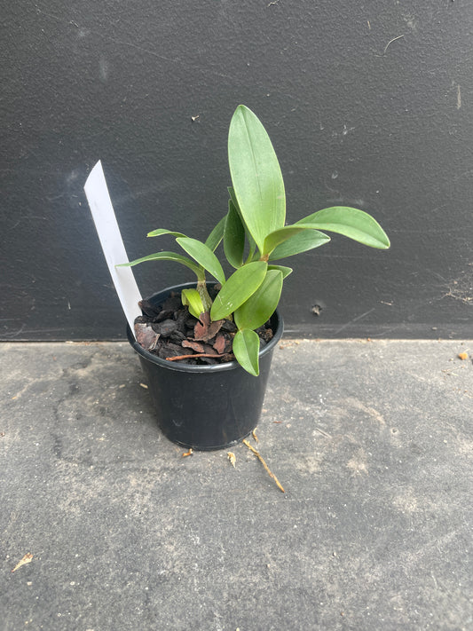 Dendrobium Snugglebear 'Kings Park' x Auscobber 'Kings Park'