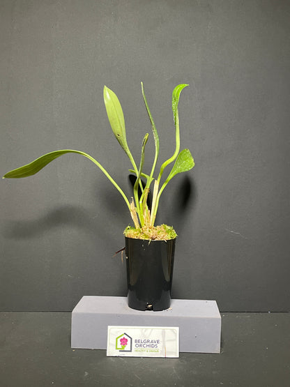 Masdevallia ignea 'Plush' plant showing compact upright foliage in cultivation