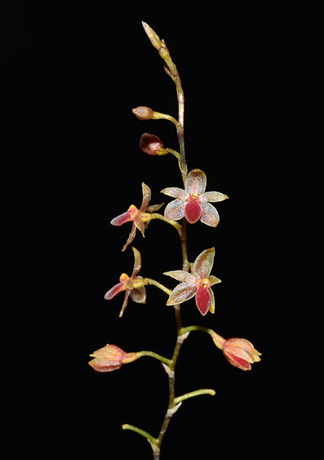 Platystele misera flower spike with small pink and white flowers