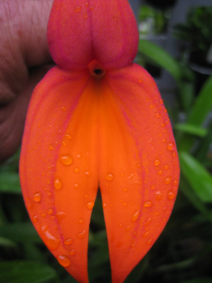 Masdevallia veitchiana 'Prince de Galle' flower close-up showing intense orange colouration with iridescent purple hairs