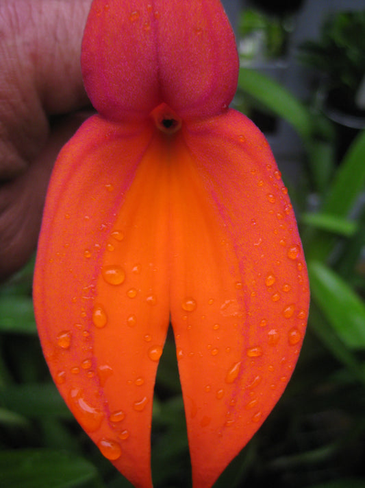 Masdevallia veitchiana 'Prince de Galle' flower close-up showing intense orange colouration with iridescent purple hairs