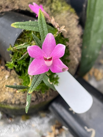 Dendrobium cuthbertsonii - Pink #2