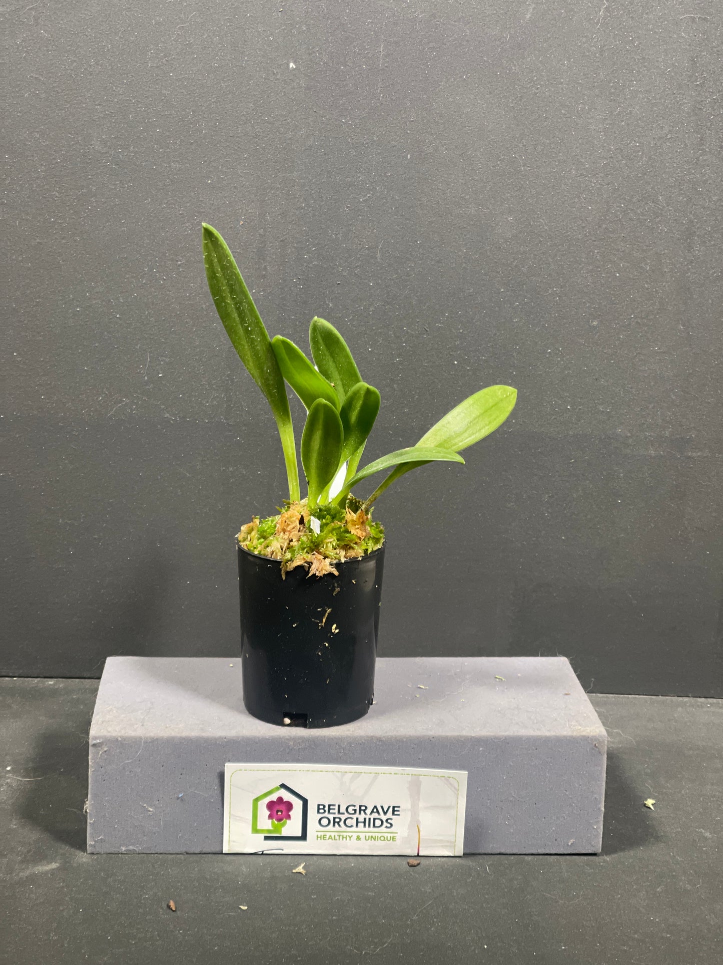 Masdevallia angulata 'Pebble Beach'