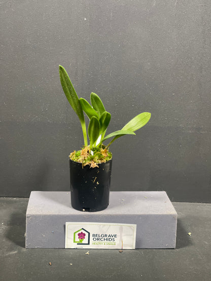 Masdevallia angulata 'Pebble Beach'