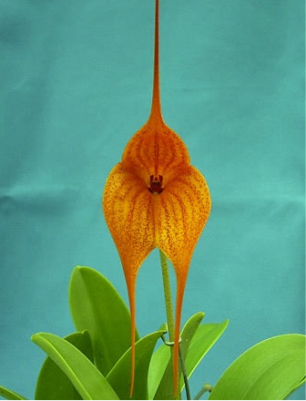 Masdevallia Midas Touch ‘Golden Fynasty’ FCC/AOC