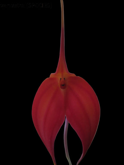 Masdevallia venusta (species)