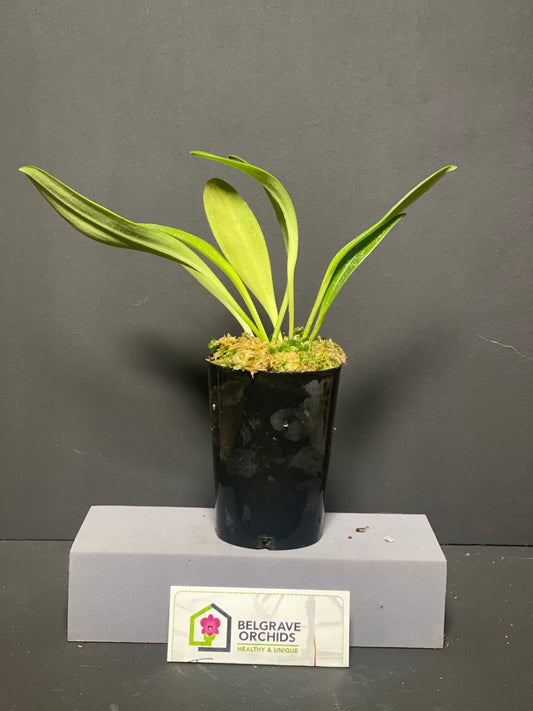 Masdevallia Kimballiana 'Yellow Doll' HCC/OSCOV plant showing compact upright foliage in cultivation