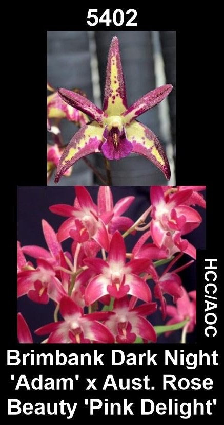 Dendrobium Brimbank Dark Night 'Adam' × Aust. Rose-Beauty 'Pink Delight' HCC/AOC parent plants — photographs show parent plants