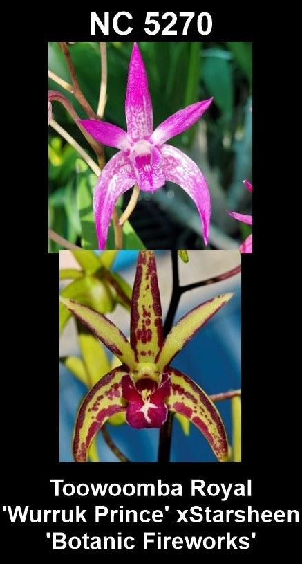Dendrobium Toowoomba Royal 'Wurruk Prince' × Starsheen 'Botanic Fireworks' parent plants — photographs show parent plants