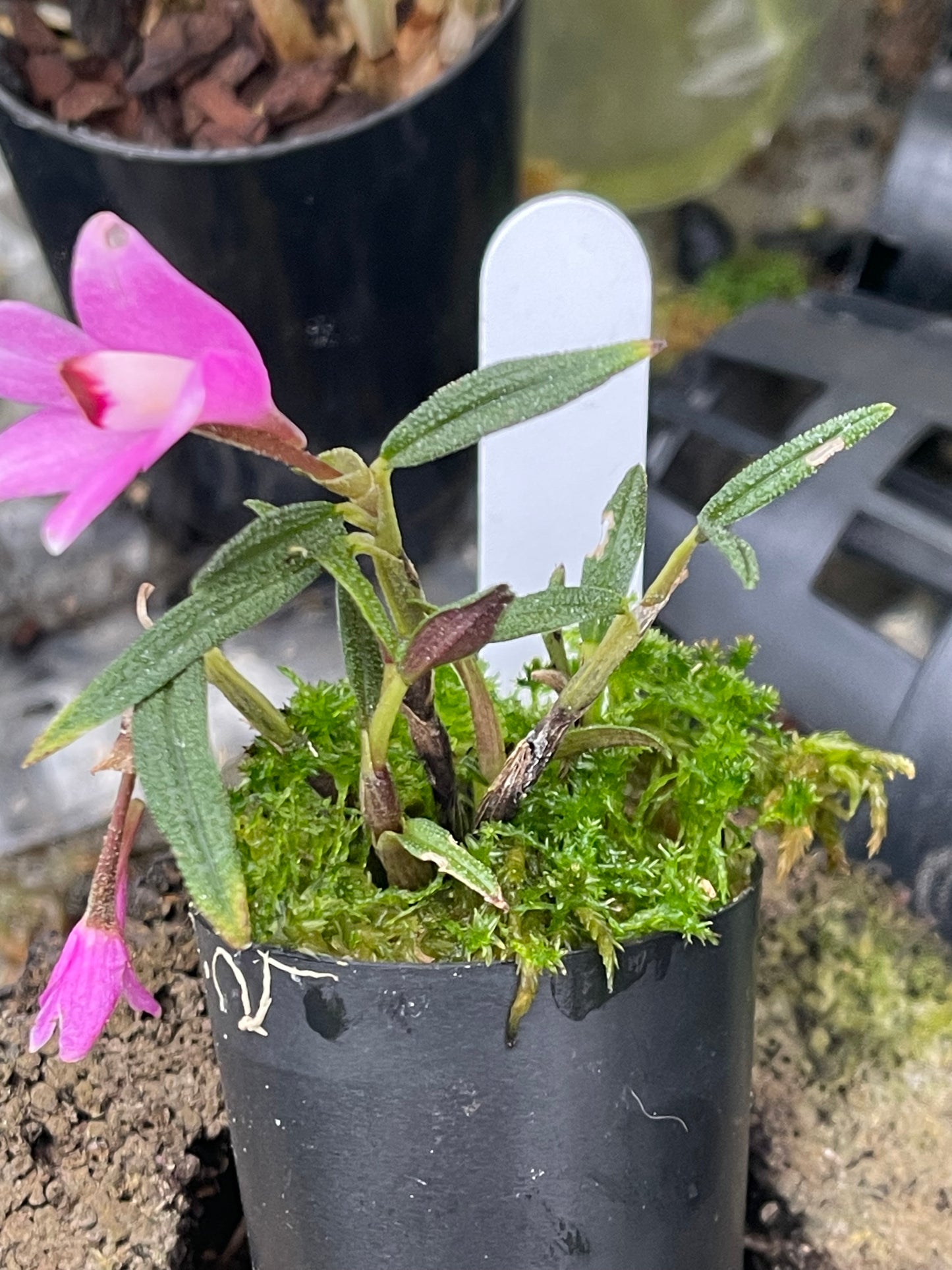 Dendrobium cuthbertsonii - Pink #2