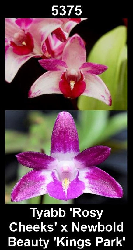 Dendrobium Tyabb 'Rosy Cheeks' × Newbold Beauty 'Kings Park' parent plants showing contrasting flower forms — photographs show parent plants
