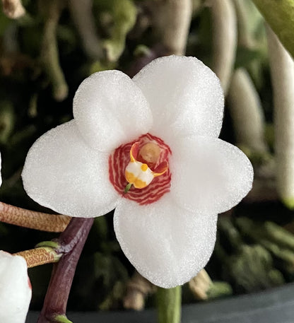 Sarcochilus (Sarco) hartmannii 'B.S.' HCC/AOC x S. hartmannii ('Blue Knob' x 'Red Snow')