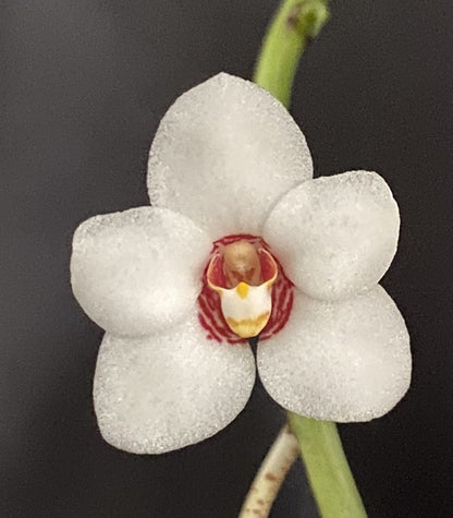 Sarcochilus (Sarco) hartmannii 'B.S.' HCC/AOC x S. hartmannii ('Blue Knob' x 'Red Snow')