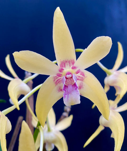 Dendrobium Mega 'Magic' x D. Australian Stardream