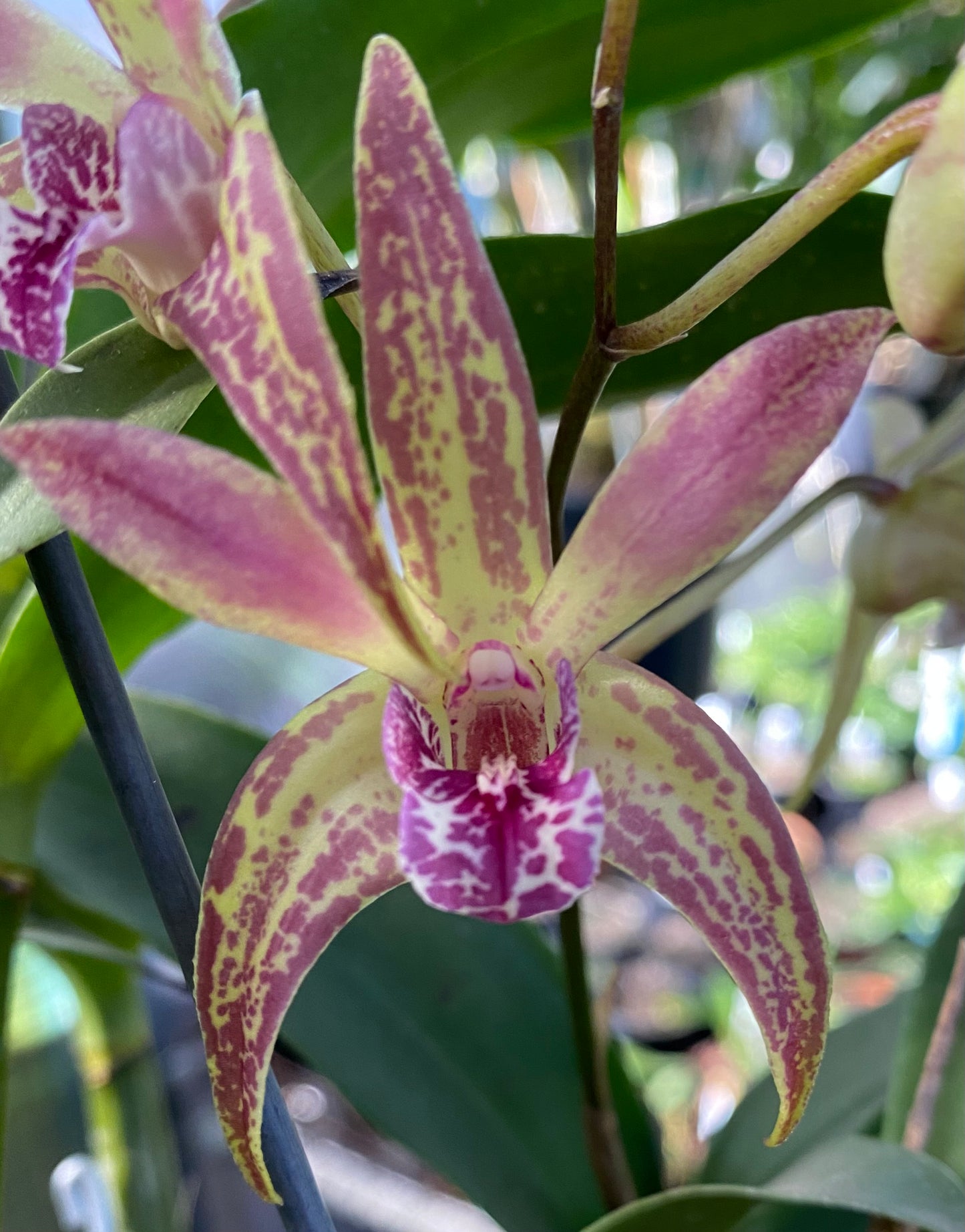 Dendrobium Mega 'Magic' x D. Australian Stardream