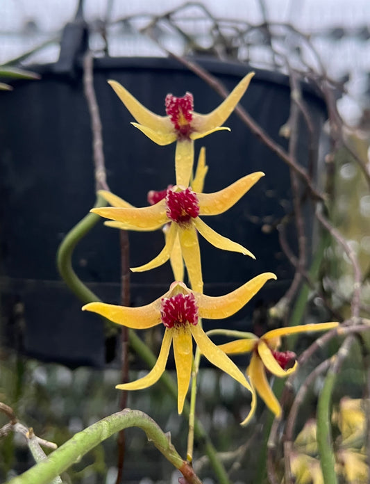 Dendrobium Granma ‘Ruby Lips’ x D. caudiculatum 'Cirrocumulus' CBR/ANOS