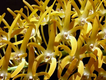 Dendrobium speciosum var. spec. ‘Windermere’ x D. spec. var. grandi. ‘Mt Larcom Gold’