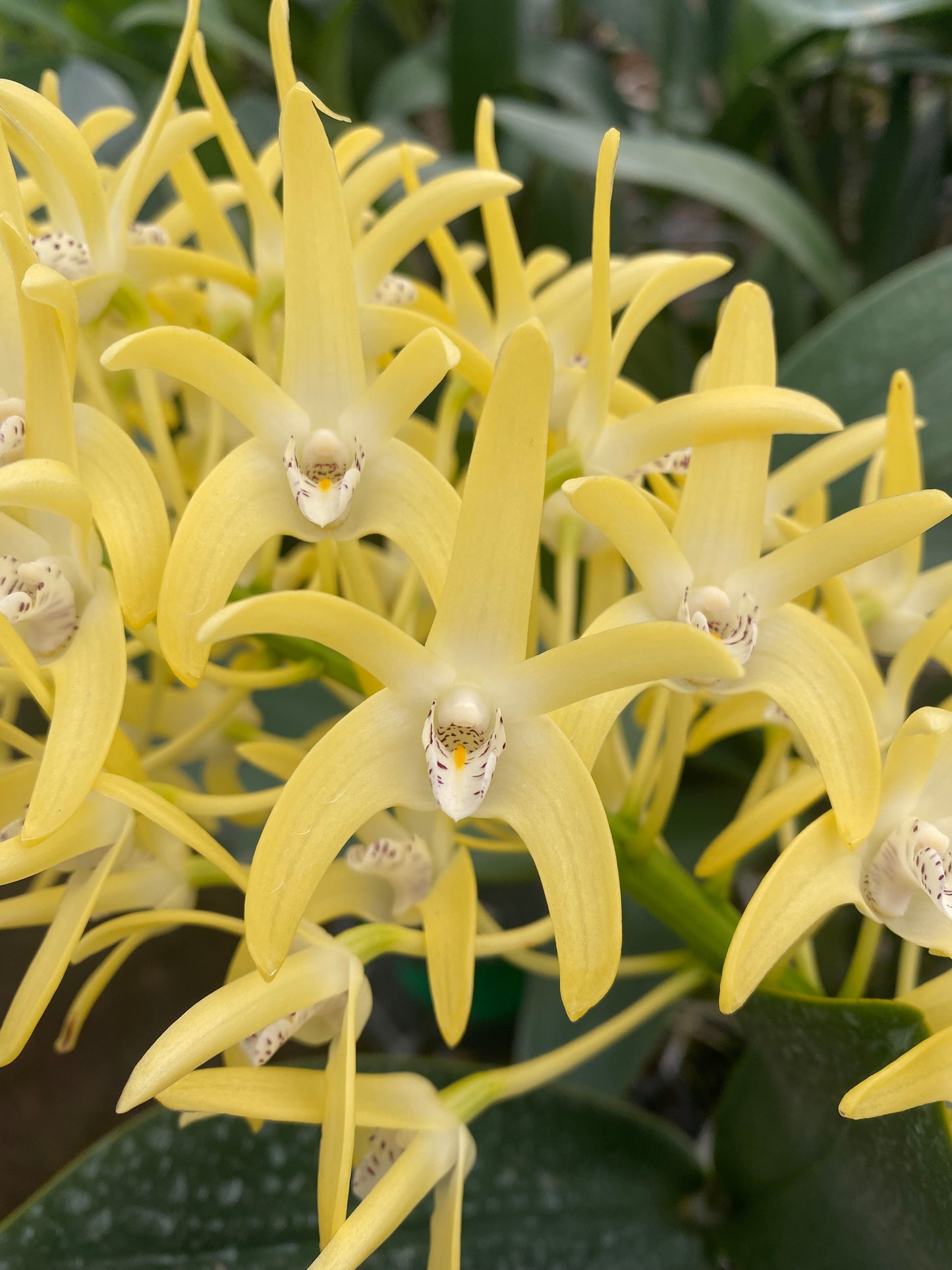 Dendrobium speciosum var. spec. ‘Windermere’ x D. spec. var. grandi. ‘Mt Larcom Gold’