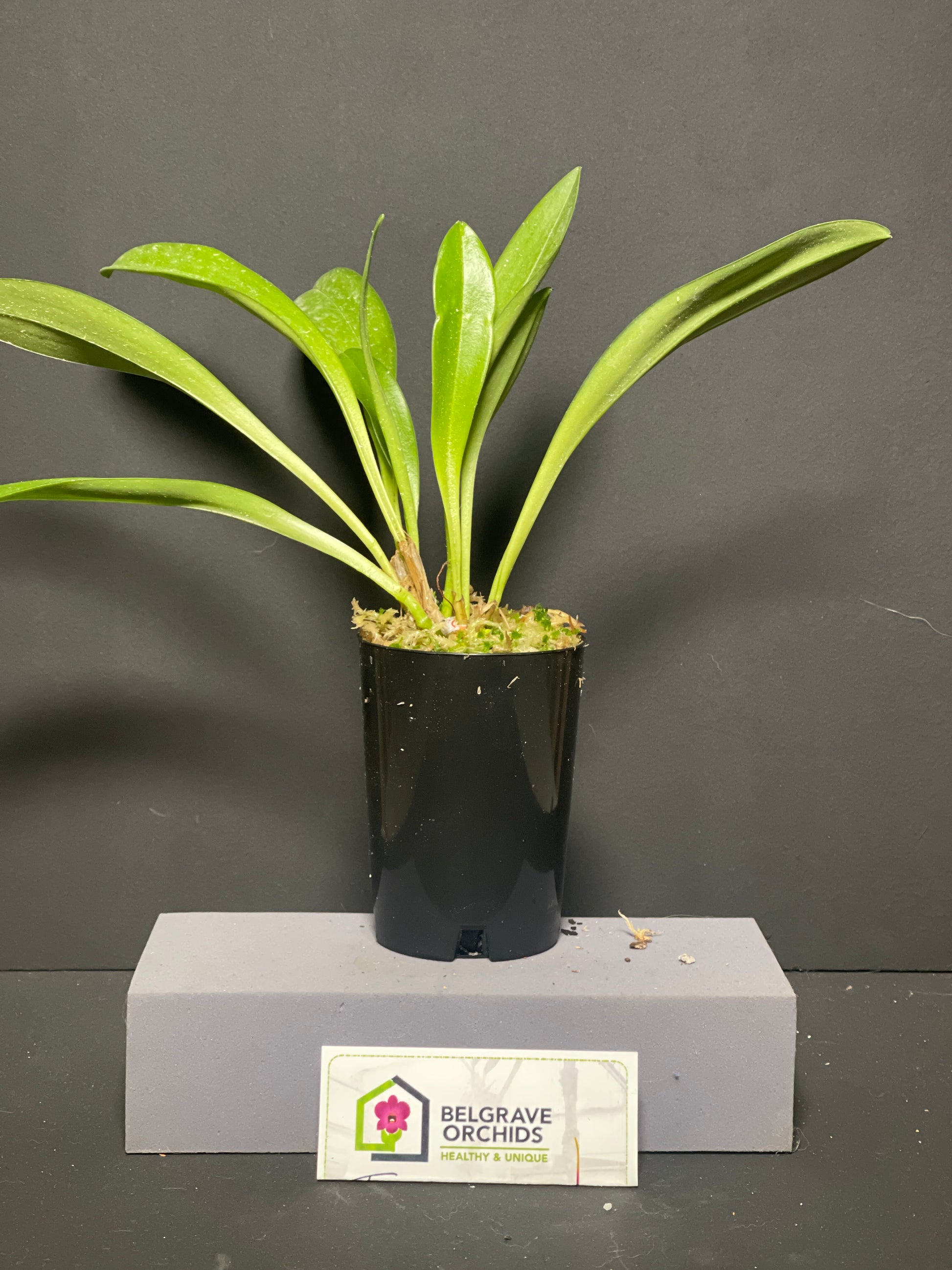 Masdevallia King of King's Royal Monarch HCC/AOC plant showing compact upright foliage in cultivation