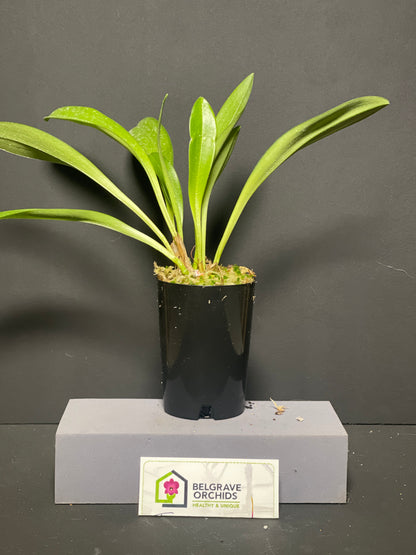 Masdevallia King of King's Royal Monarch HCC/AOC plant showing compact upright foliage in cultivation