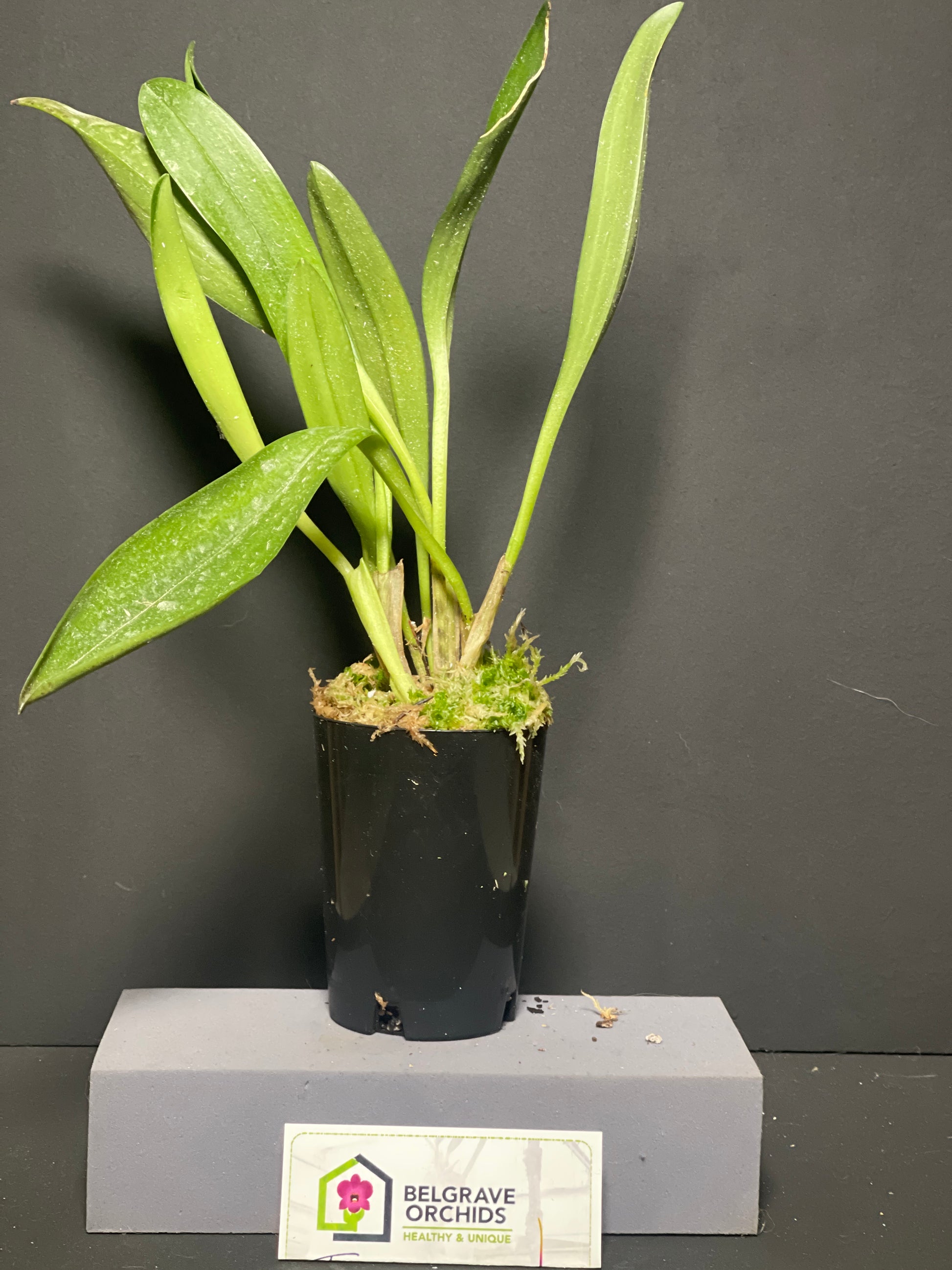 Masdevallia Tiger Kiss 'GRR' plant showing compact upright foliage in cultivation