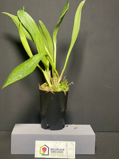 Masdevallia Tiger Kiss 'GRR' plant showing compact upright foliage in cultivation