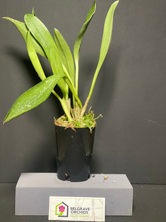 Masdevallia Tiger Kiss 'GRR' plant showing compact upright foliage in cultivation