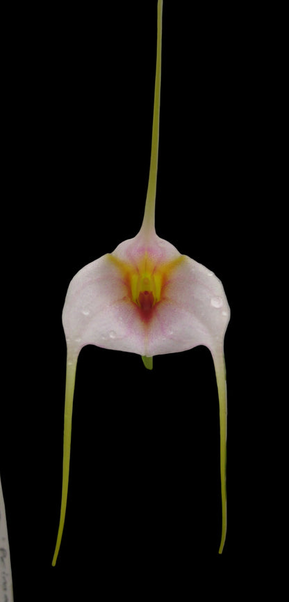Masdevallia Bella Donna 'Prima' x (John Leathers x glandulosa) flower close-up