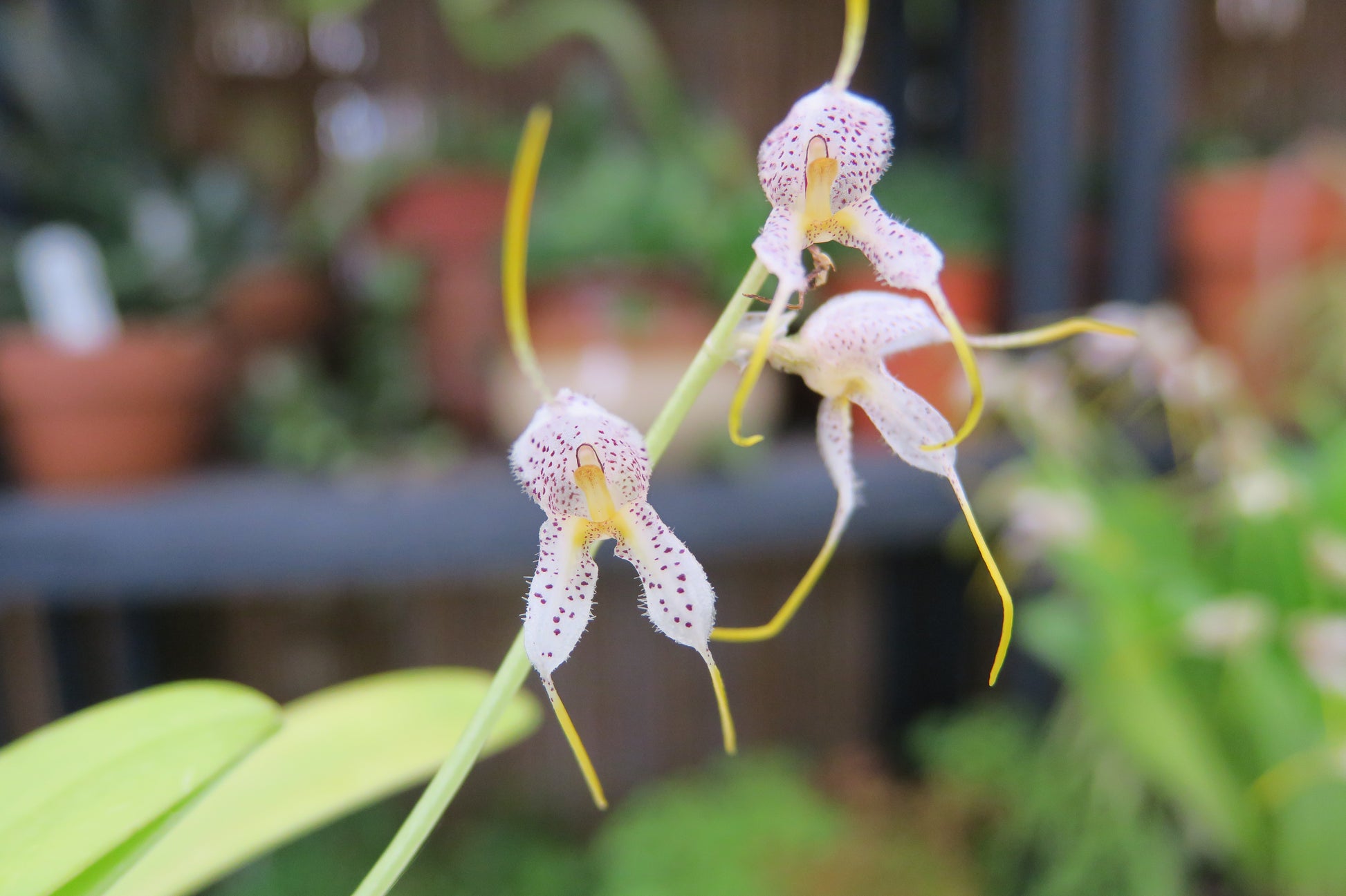Masdevallia huebschiana multi-flowered raceme showing several spotted flowers held simultaneously