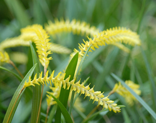 Coelogyne javieriana (syn. Dendrochilum javieriense), arching chains of yellow flowers