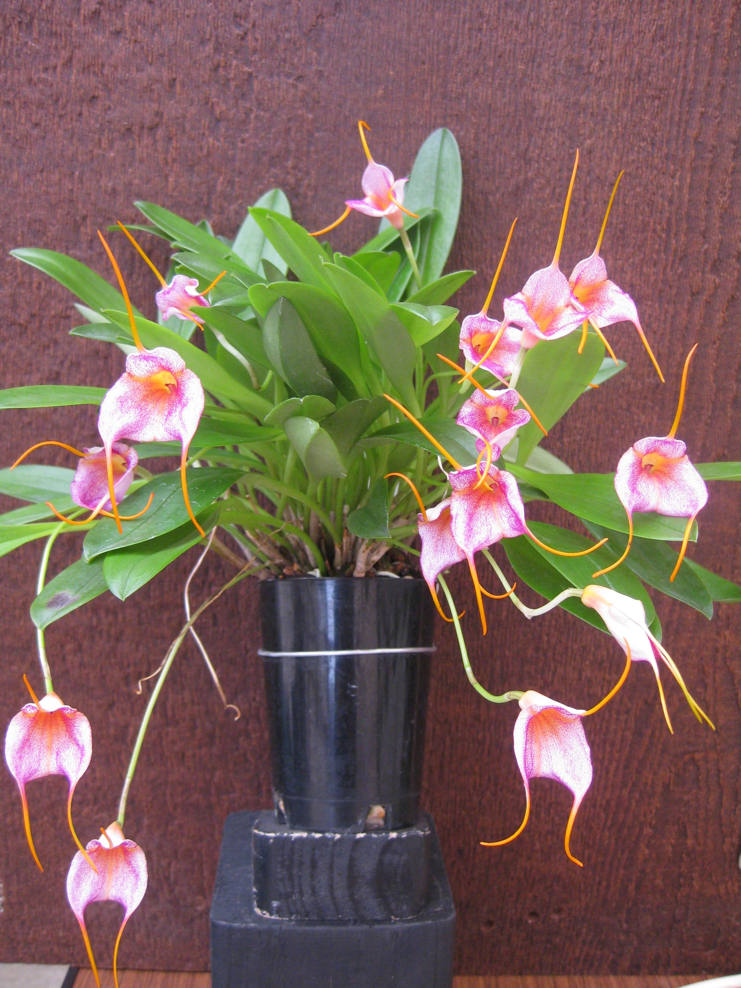 Masdevallia Parlatoriana x glandulosa