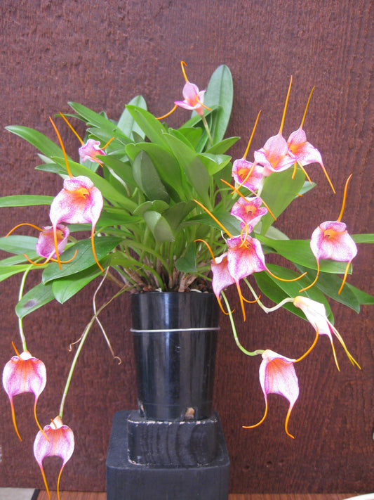 Masdevallia Parlatoriana x glandulosa