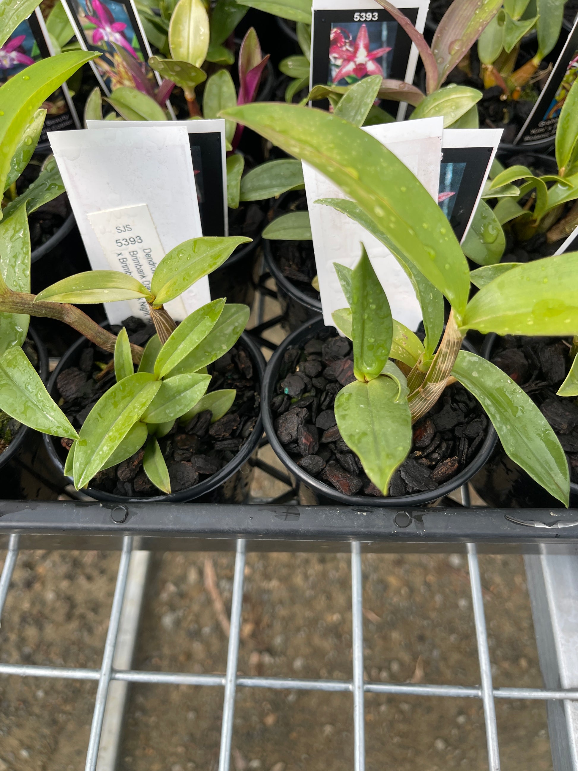 Dendrobium Brimbank Dark Night 'Michelle' × Brimbank Dark Night 'Adam' seedling in nursery pot at flowering size